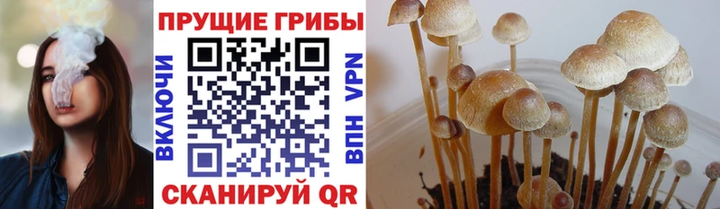 Купить закладки  Черногорск  Галлюциногенные грибы мухоморы 